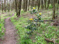 Bh_mkt_oregon_grape