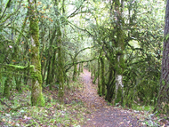 Bh_mkt_forest_westview