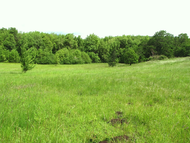 Dog_trail_meadow_b