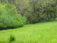 Dog_trail_meadow_a