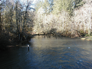 Clemens_alsea_river